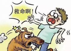 如遇惡犬咬人該怎么辦？這些知識也許能救命！
