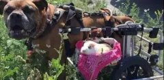 動物間沒有真感情？這只狗狗表示不服！