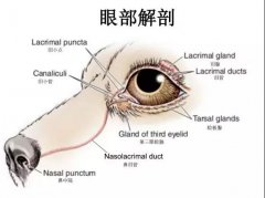狗狗眼里常含淚水，是為愛感動嗎？