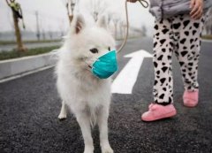 疫情下，如何保證寵物的安全？