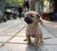 小奶狗剛到家一直叫怎么辦？