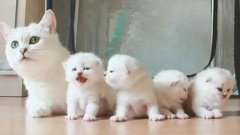 貓咪一生要經(jīng)歷的六個階段，你家貓?zhí)幱谀膫€時期？