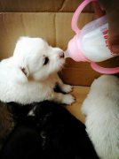 剛出生的小狗如何人工喂養(yǎng)？