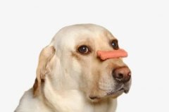 狗狗不愛吃飯的八大原因都在這里了！